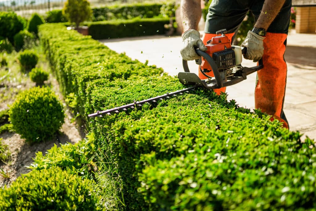 Taille d'une haie dense et verte par un jardinier en gants et jambières orange. Utilisation d'un taille-haie thermique professionnel.